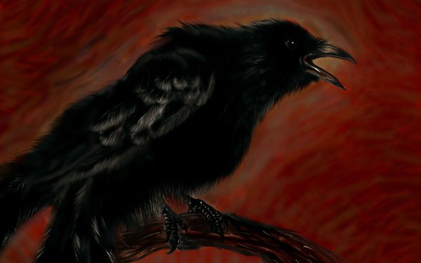 Animal Raven Birds Crows Bird Black HD Wallpaper | Background Image