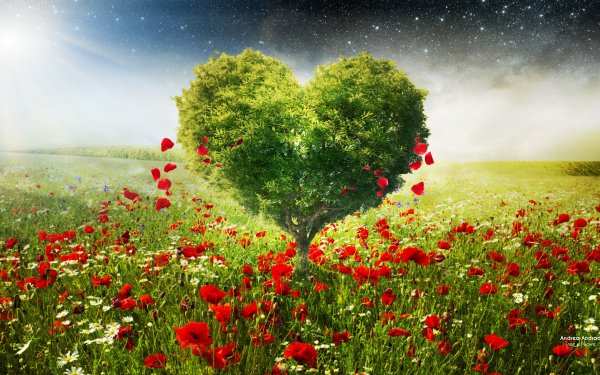 Artistic Heart Love Tree Poppy Red Flower HD Wallpaper | Background Image