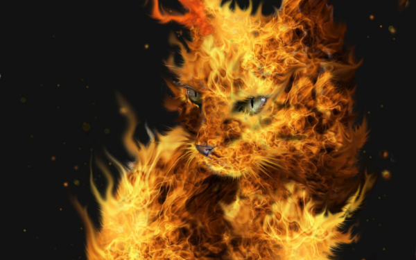 Fantasy Cat Fantasy Animals Fire HD Wallpaper | Background Image