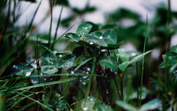 nature grass HD Desktop Wallpaper | Background Image