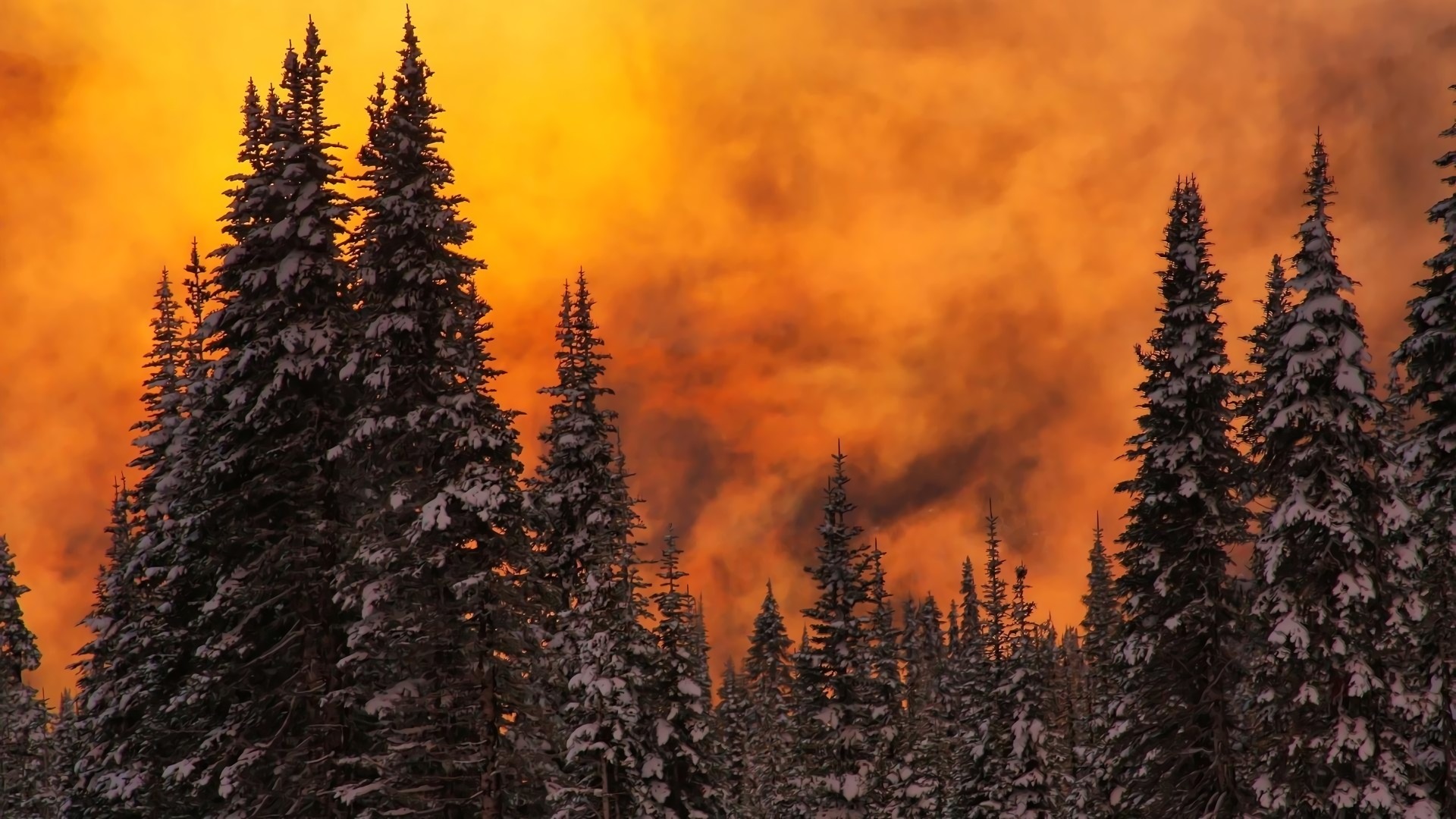Download Cloud Sunset Sky Tree Forest Nature Winter HD Wallpaper