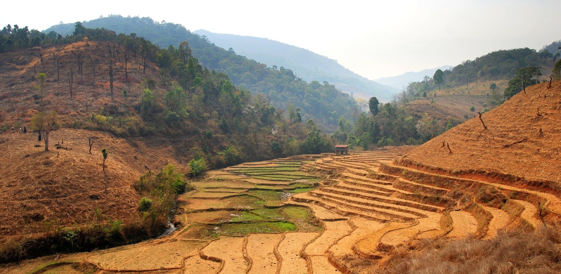 Download Man Made Rice Terrace Wallpaper