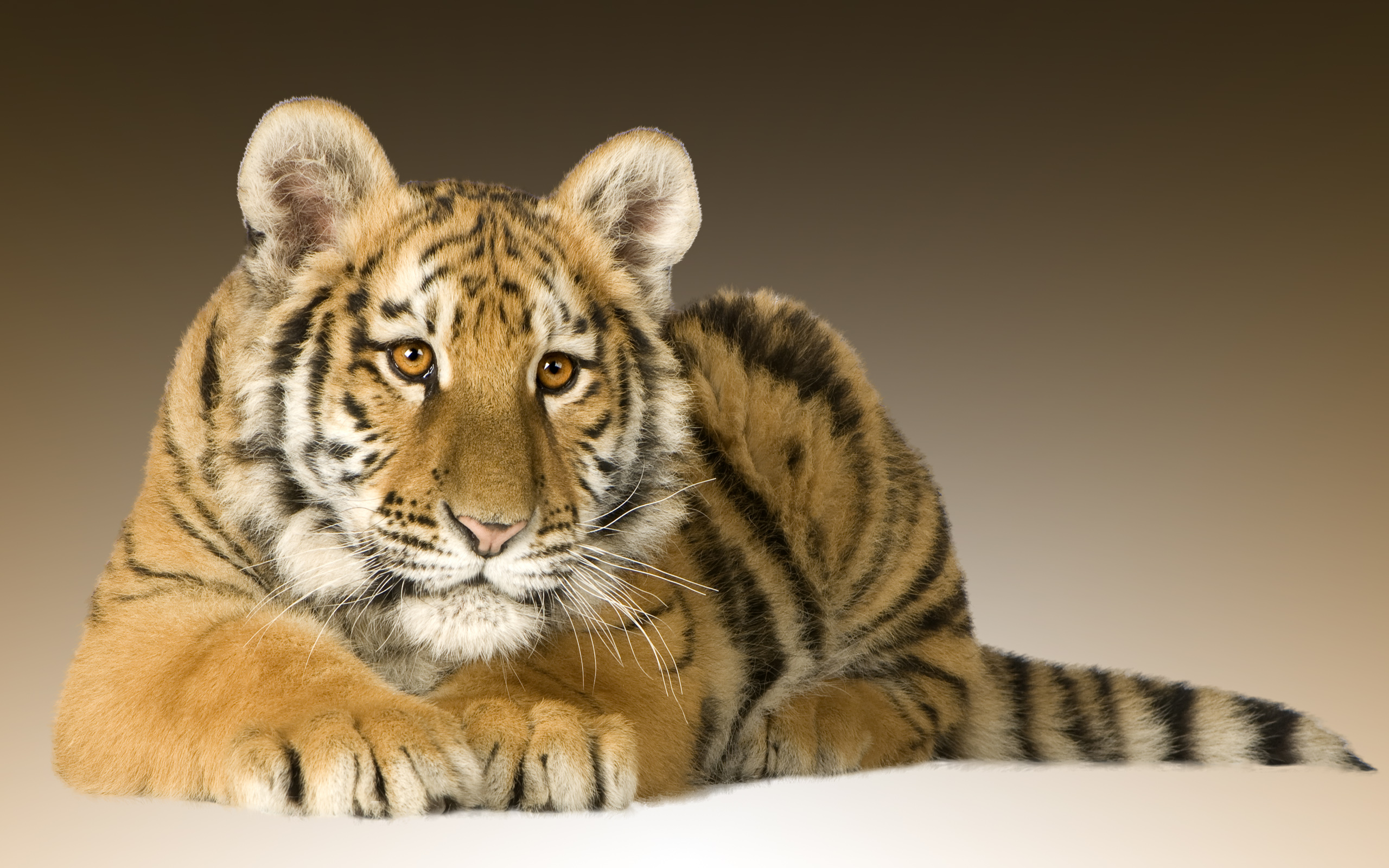 Baby Tiger Cub Portrait Fond D Ecran Hd Arriere Plan 2560x1600