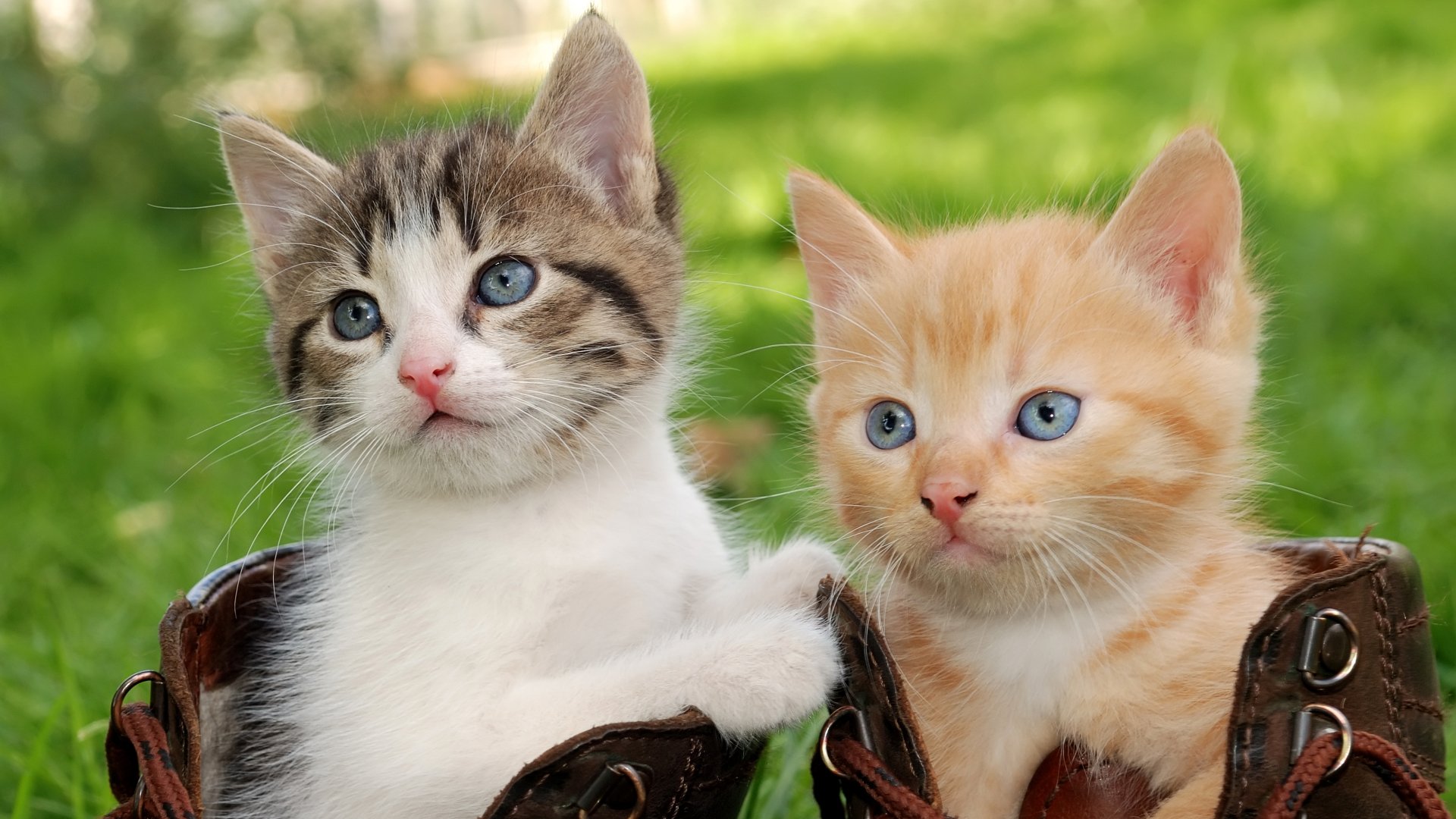 Cute Kittens 4k Ultra HD Wallpaper | Background Image | 4000x2250