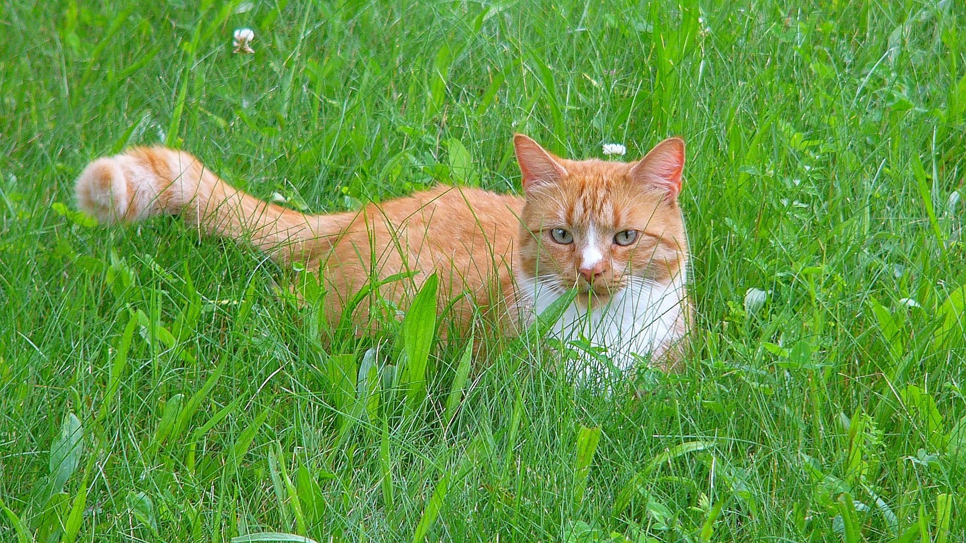 Dally resting in the lawn by durkeema