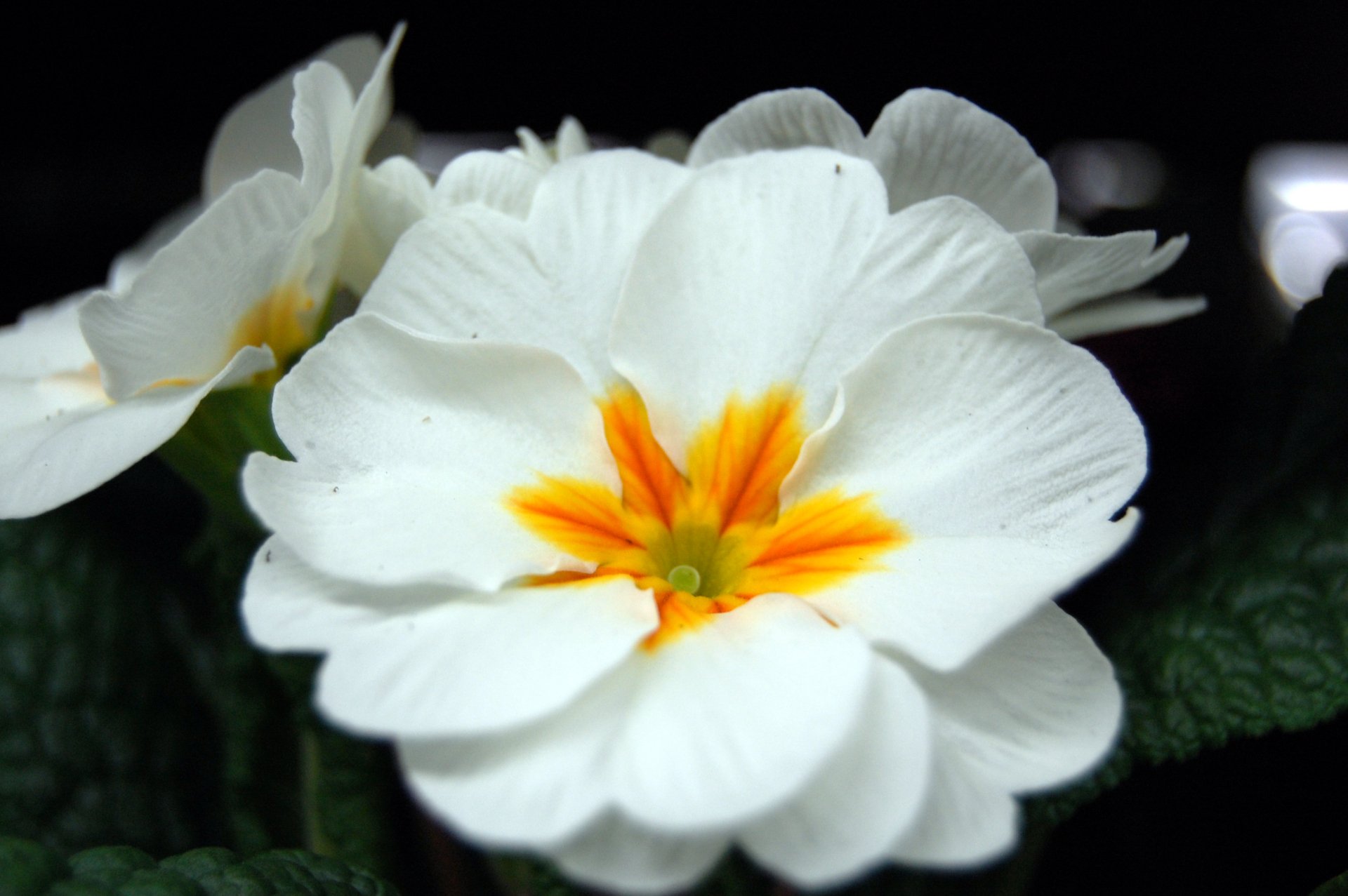 Download Nature Primula HD Wallpaper