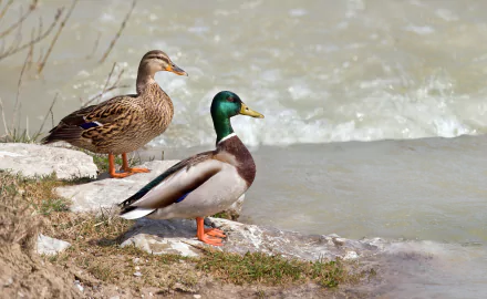 Animal mallard HD Desktop Wallpaper | Background Image