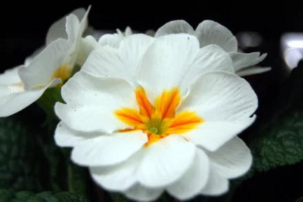 nature primula HD Desktop Wallpaper | Background Image