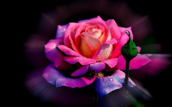 Nature Rose Flowers Flower Pink Flower HD Wallpaper | Background Image