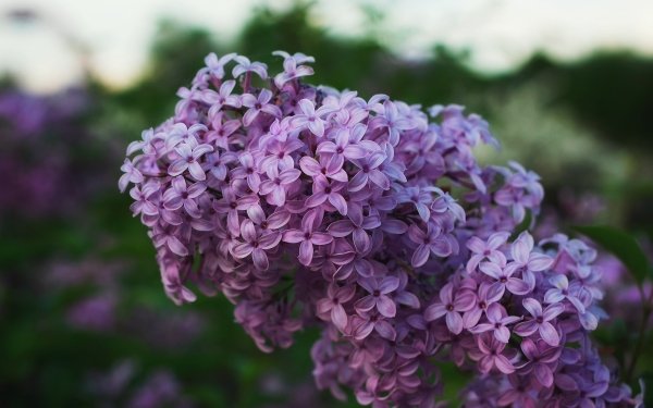 Earth Lilac Flowers Flower HD Wallpaper | Background Image