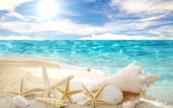  Sea shells
