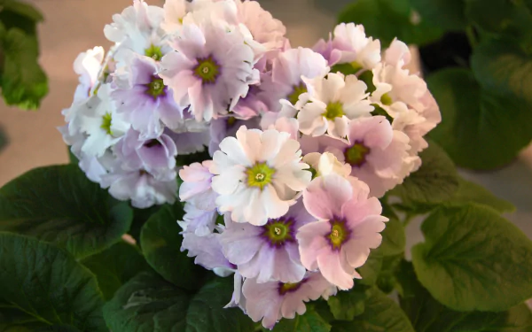 nature primula HD Desktop Wallpaper | Background Image