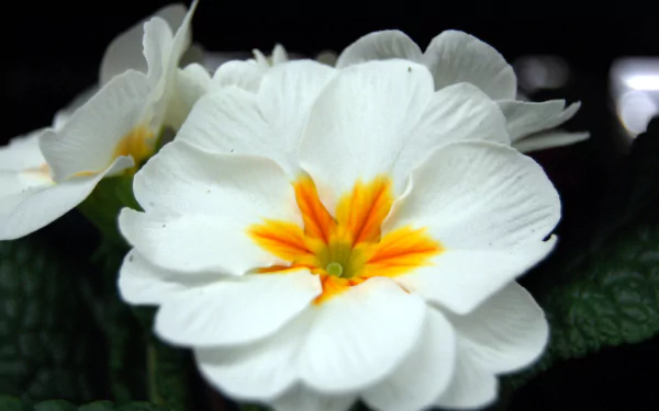 nature primula HD Desktop Wallpaper | Background Image