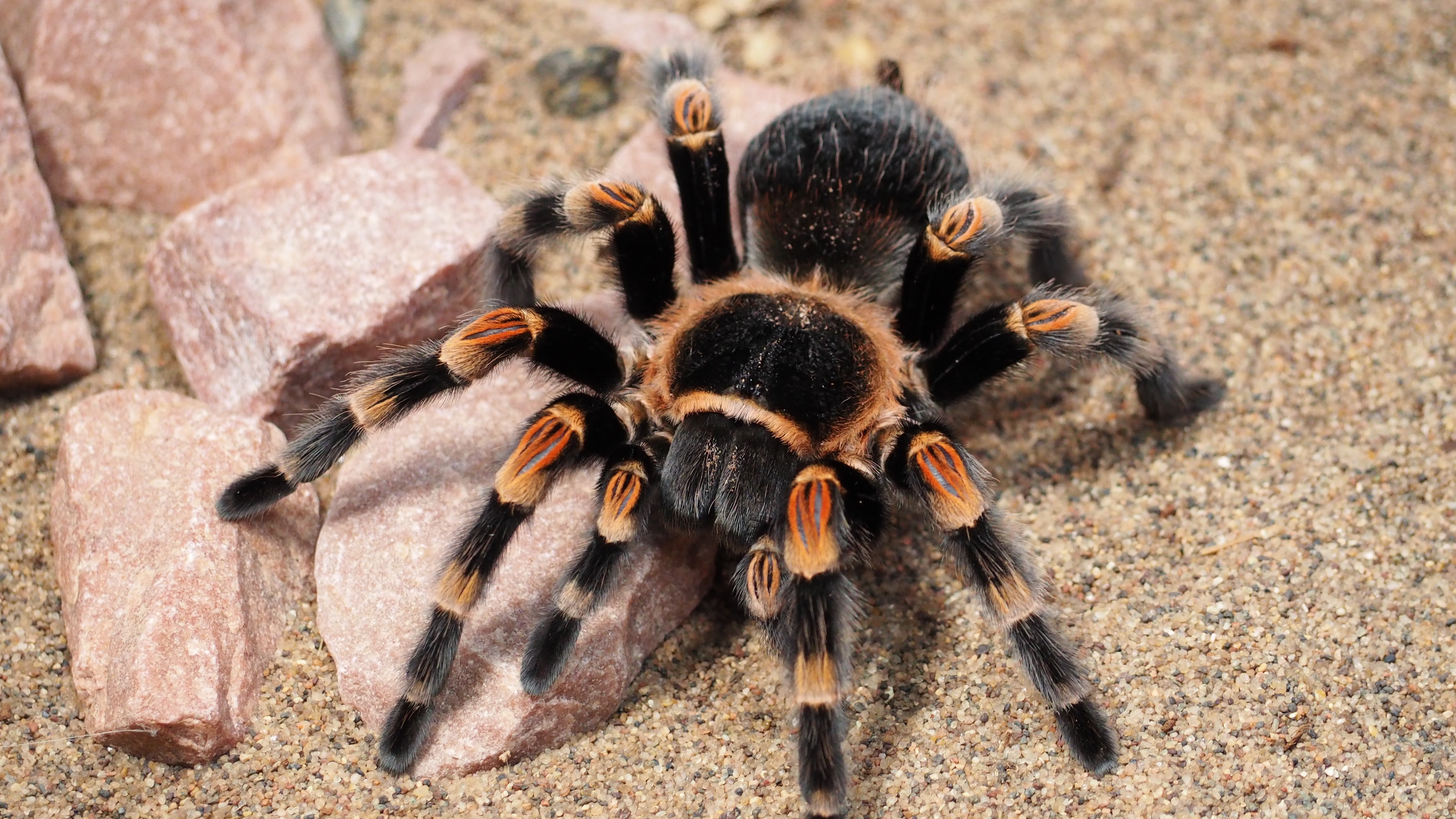 Download Arachnid Spider Animal Tarantula 4k Ultra HD Wallpaper by 