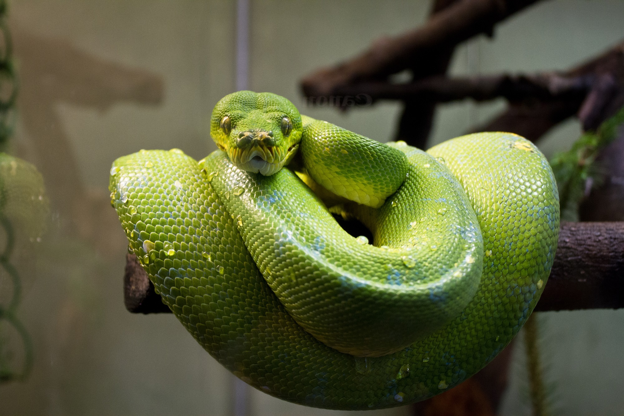 Large Green Tree Python, Morelia viridis by skeeze