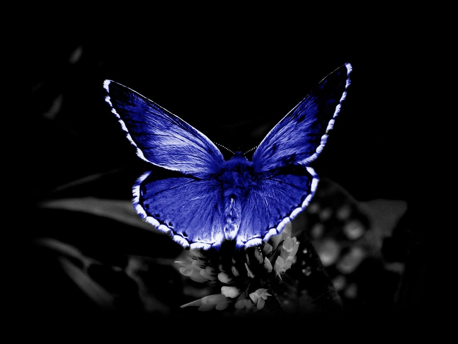Download Close-up Blue Animal Butterfly Wallpaper