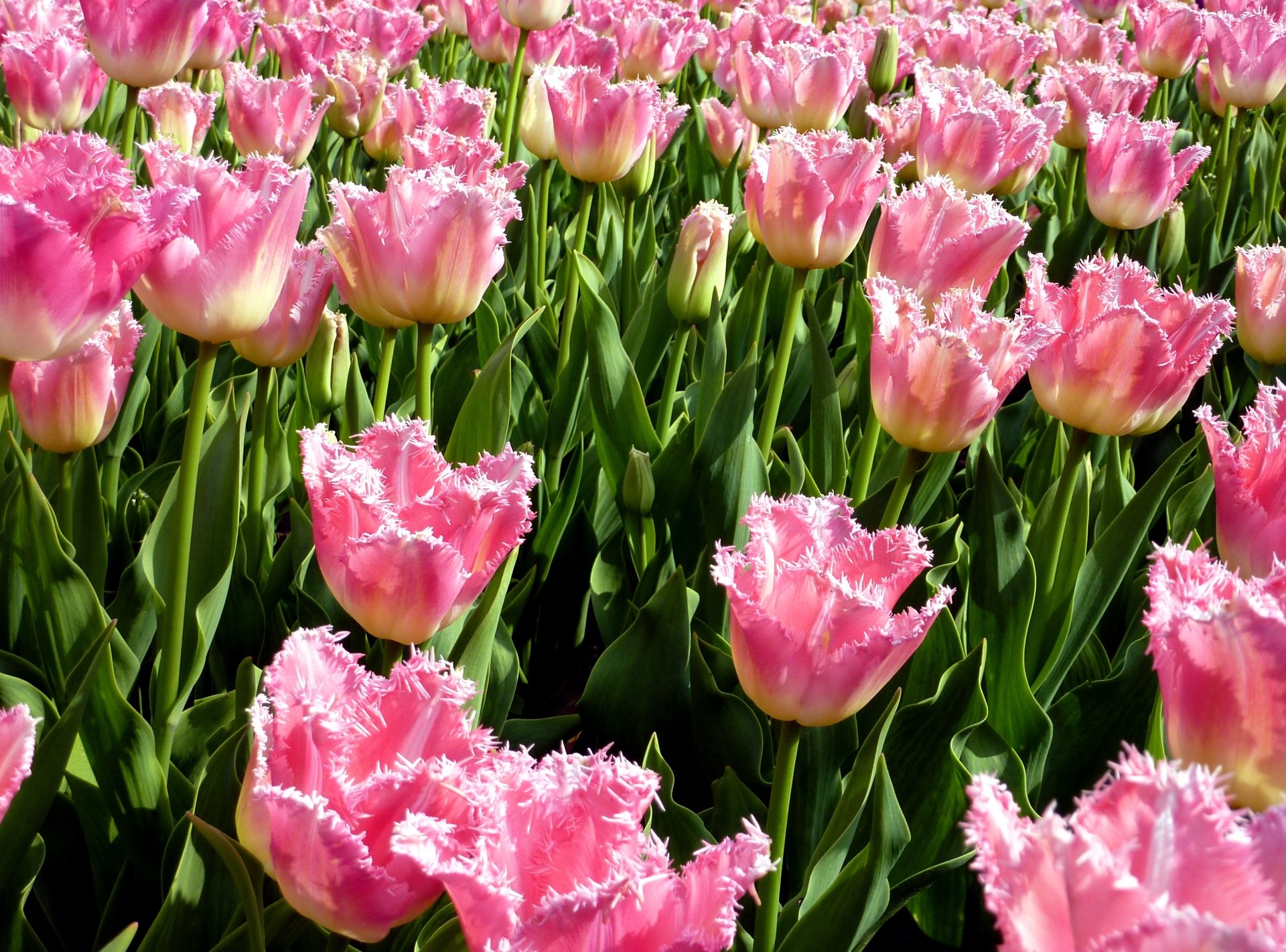 Download Pink Flower Field Flower Nature Tulip HD Wallpaper by ycky21