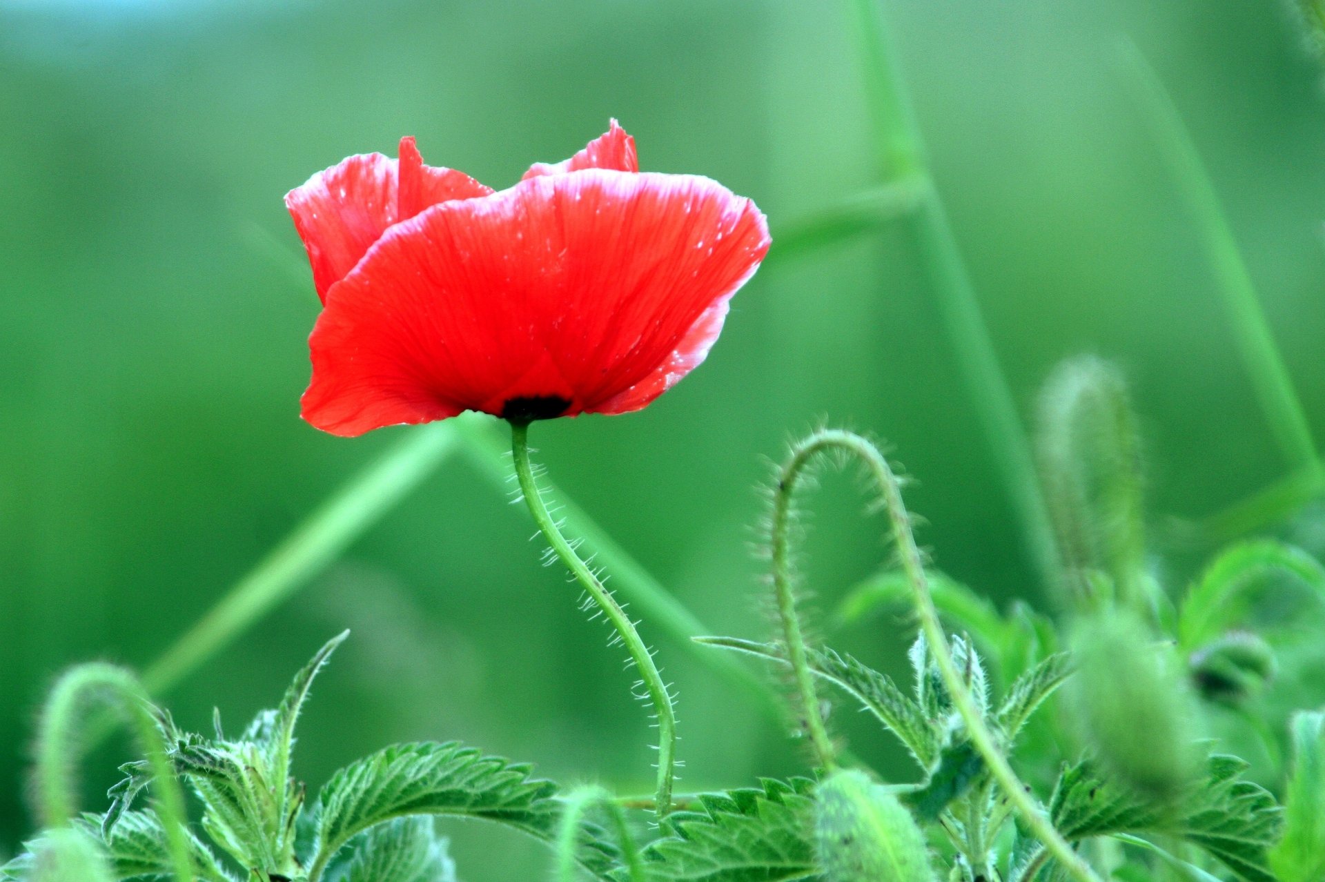 HD desktop wallpaper featuring a vibrant red poppy flower in full bloom against a soft green nature background.