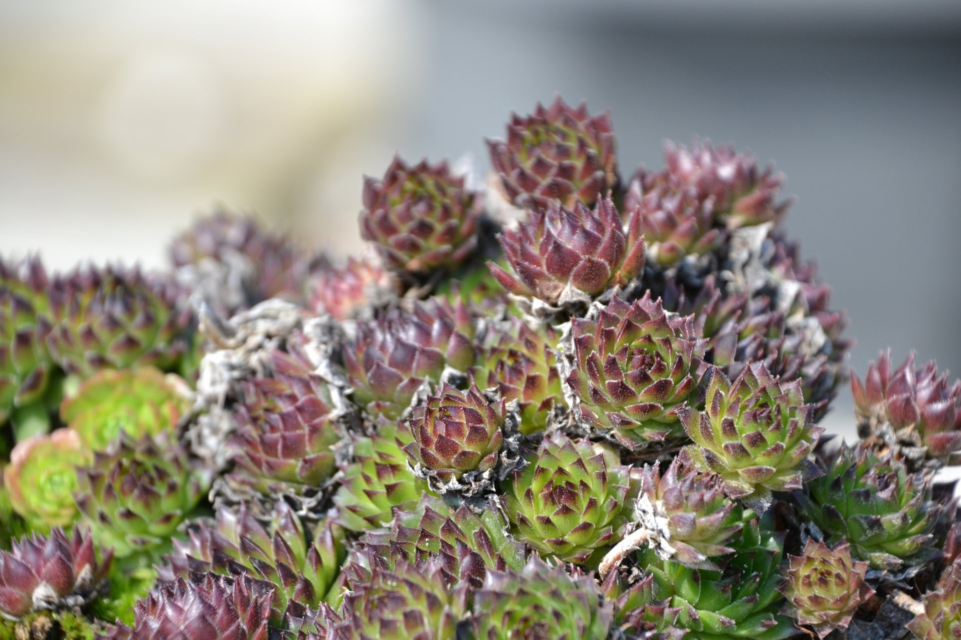 Download Macro Nature Plant 4k Ultra HD Wallpaper by Sandra_M_H