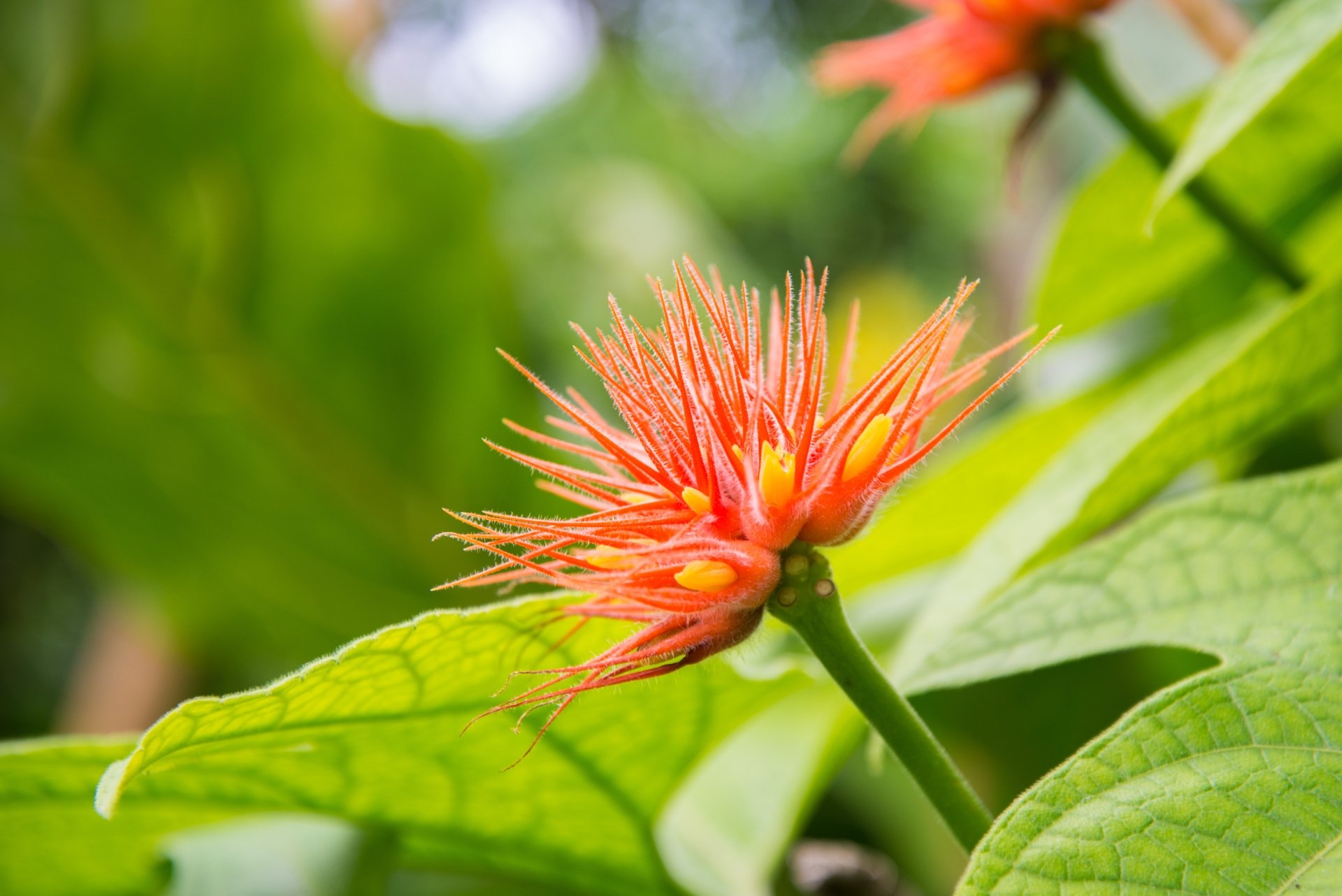 Close-up of an orange flower with spiky petals amid green leaves, captured in vibrant detail for a 4K Ultra HD nature desktop wallpaper.
