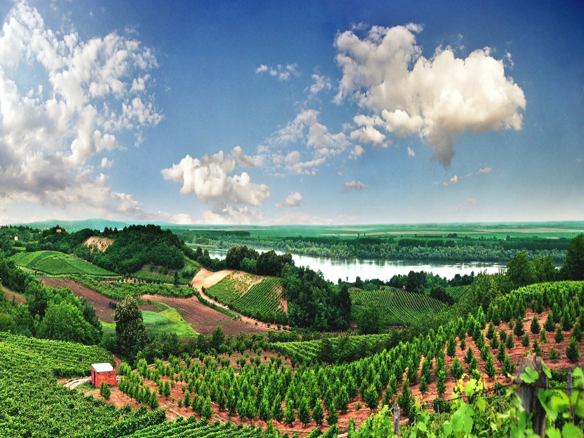 Download Man Made Vineyard HD Wallpaper