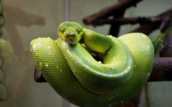 Tree Python 高清壁纸 桌面背景