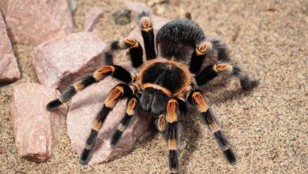 A detailed view of a vibrant tarantula on sandy ground, surrounded by pebbles, captured in stunning 4K Ultra HD quality, perfect as a desktop wallpaper.