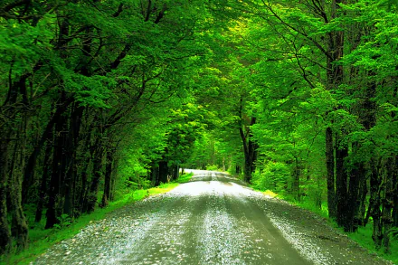 HD PC desktop wallpaper of a tree-lined green road: a man-made gravel pathway winding beneath a lush, sunlit canopy.