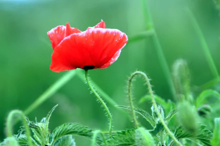 HD desktop wallpaper featuring a vibrant red poppy flower in full bloom against a soft green nature background.