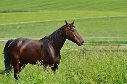  Black and brown stallion by Alexas_Fotos