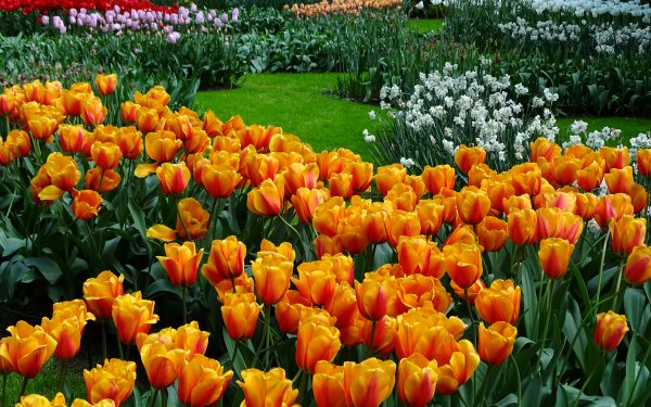 Earth Tulip Flowers Flower Spring Netherlands Park Colorful Garden Orange Flower White Flower HD Wallpaper | Background Image