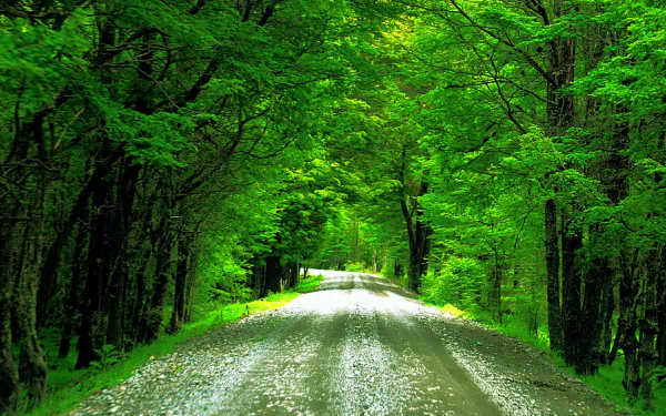 HD PC desktop wallpaper of a tree-lined green road: a man-made gravel pathway winding beneath a lush, sunlit canopy.