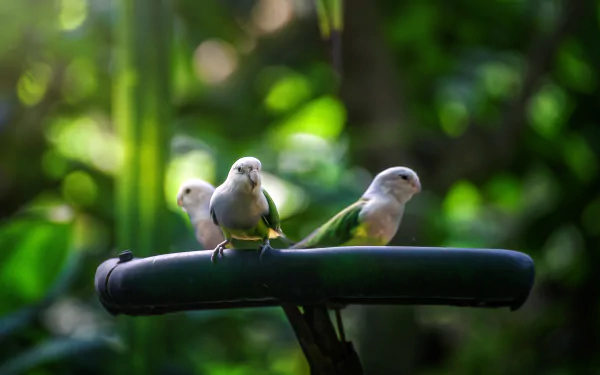 A close-up 4K Ultra HD image of three budgerigar birds perched on a black circular stand with a vibrant green bokeh background.