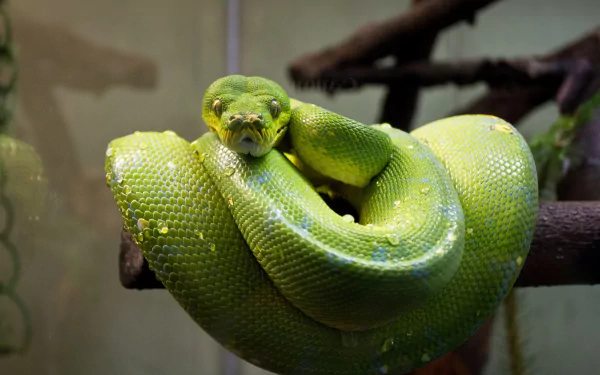  Large Green Tree Python, Morelia viridis by skeeze