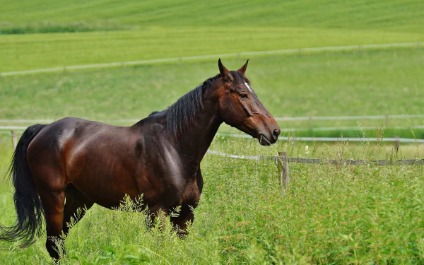 A majestic stallion stands in a lush green pasture, captured in an HD desktop wallpaper showcasing the beauty of this horse in its natural environment.