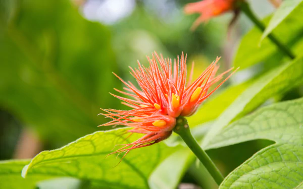Close-up of an orange flower with spiky petals amid green leaves, captured in vibrant detail for a 4K Ultra HD nature desktop wallpaper.