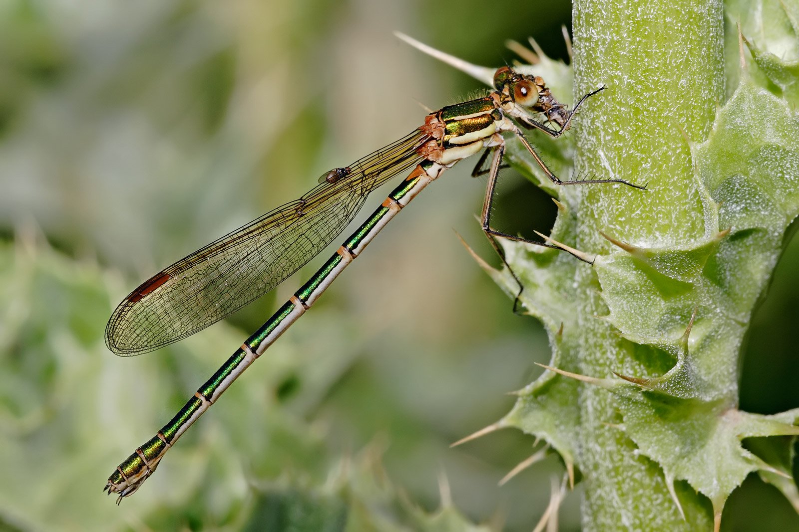 Download Animal Dragonfly Wallpaper by Fir0002