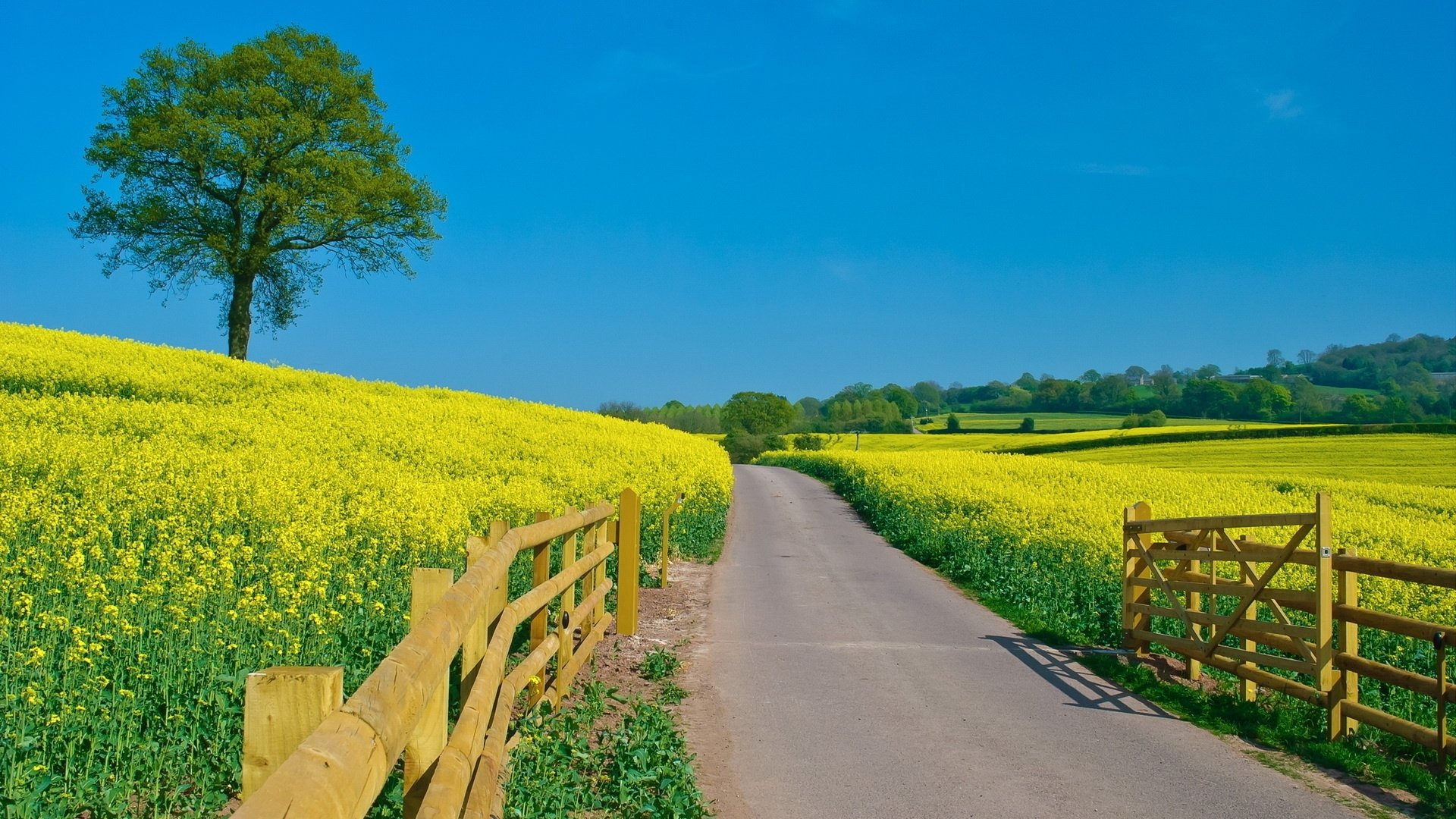 A HD desktop wallpaper showing a country road flanked by a wooden fence, vibrant yellow flowering fields, green grass, and a solitary tree under a clear blue sky.