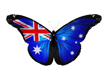  Union Jack Butterfly