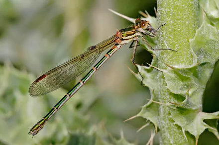Animal dragonfly HD Desktop Wallpaper | Background Image