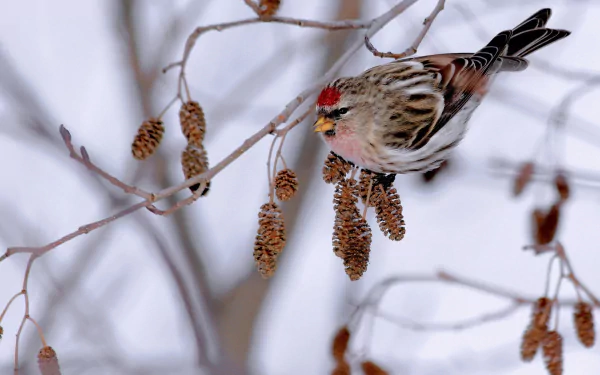 common redpoll branch bird Animal HD Desktop Wallpaper | Background Image