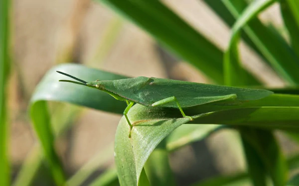 Animal grasshopper HD Desktop Wallpaper | Background Image