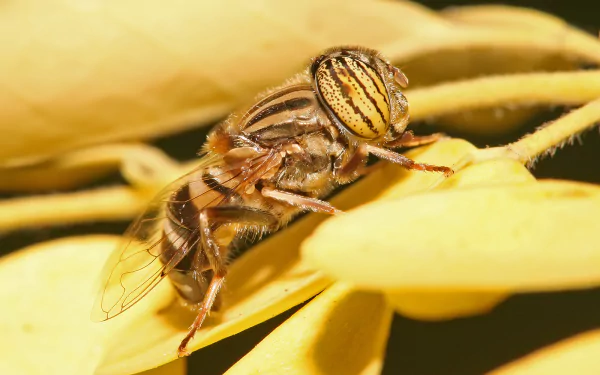 Animal hoverfly HD Desktop Wallpaper | Background Image