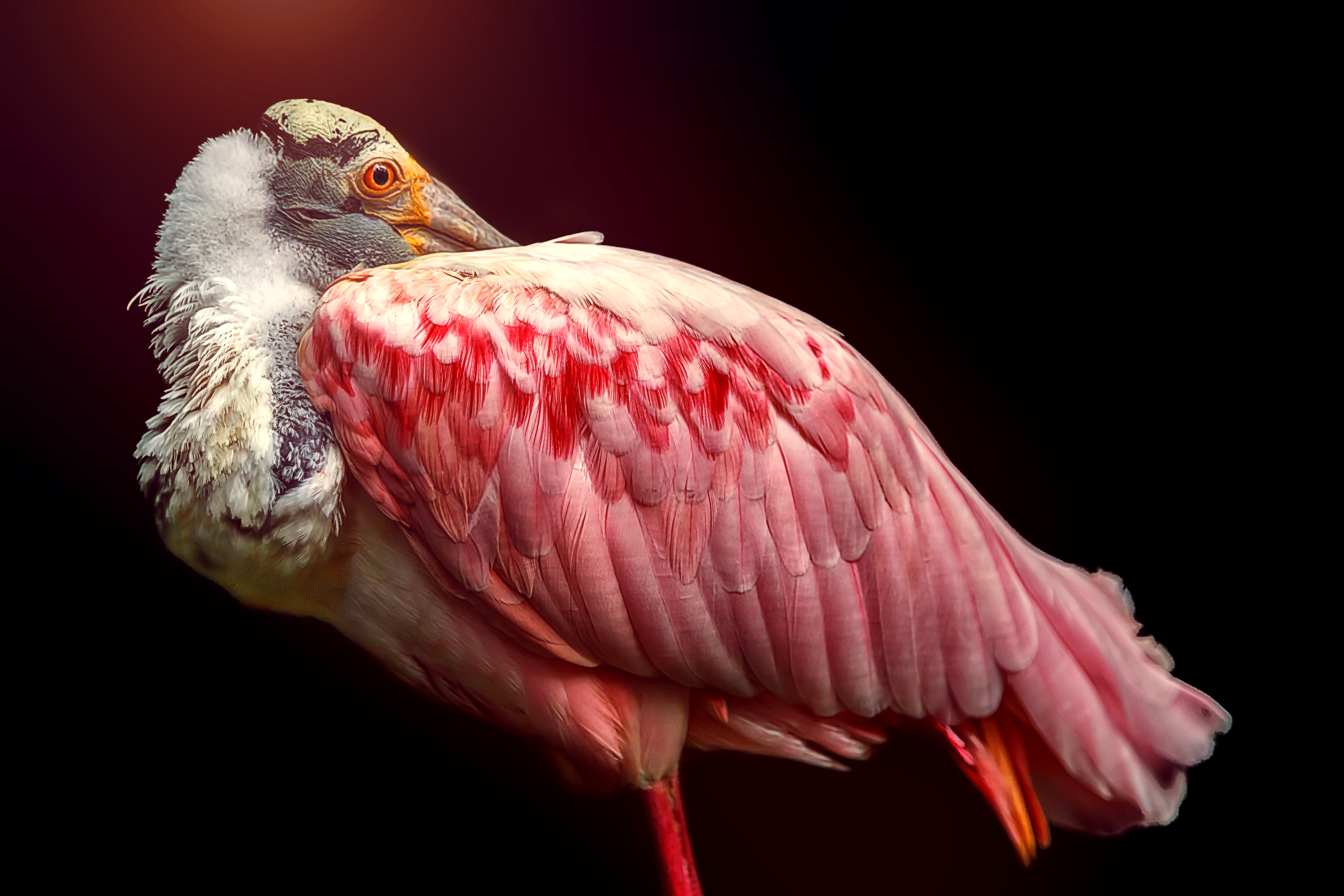 Animal Roseate Spoonbill HD Wallpaper | Background Image