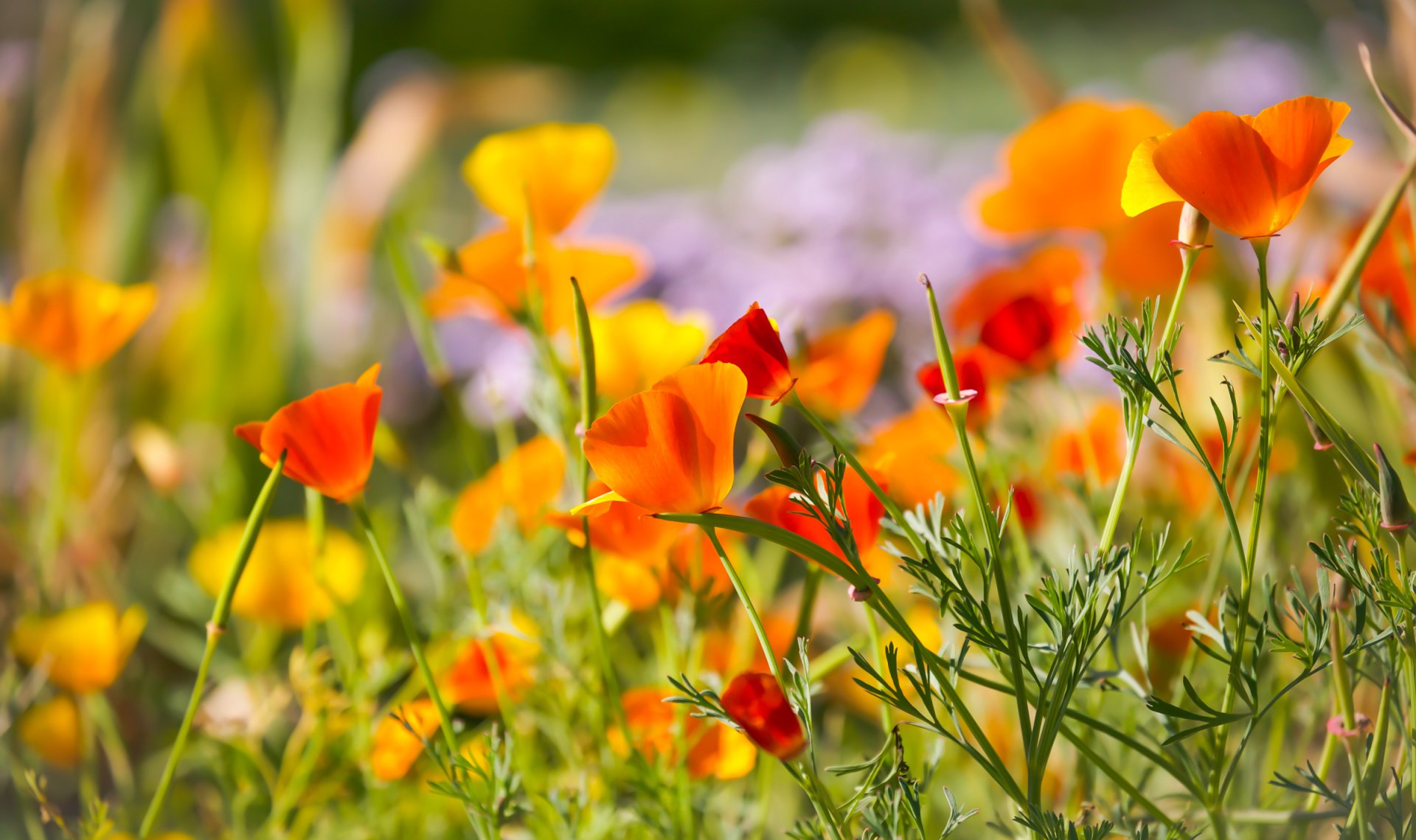 HD PC desktop wallpaper and background: orange poppy flowers in a bokeh nature scene, bright petals and green stems with soft purple and green blur behind.
