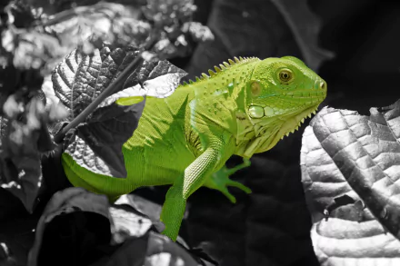  Green Iguana in a bush by Salao228