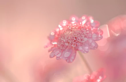 Close-up of a pink flower with delicate water drops, showcasing nature's beauty in a soft, dreamy HD desktop wallpaper background.