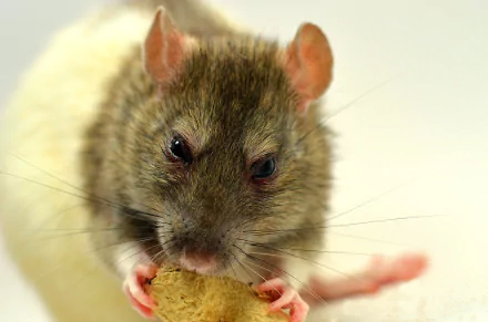 Close-up 4K Ultra HD PC desktop wallpaper of a brown rat rodent holding food, showcasing detailed fur and whiskers against a light background.