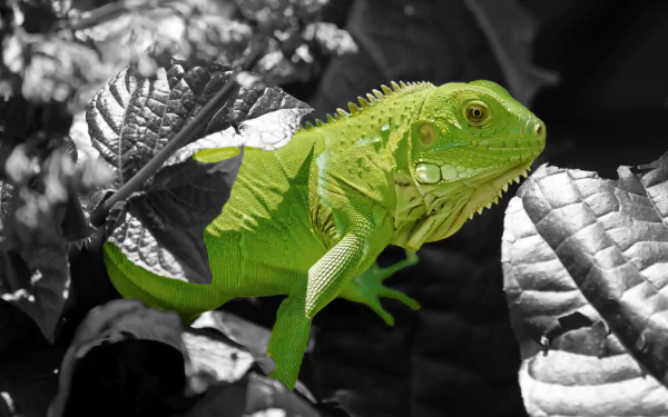  Green Iguana in a bush by Salao228