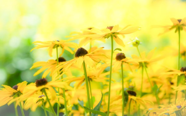 Earth Black-Eyed Susan Flowers Flower Nature Yellow Flower Bokeh HD Wallpaper | Background Image